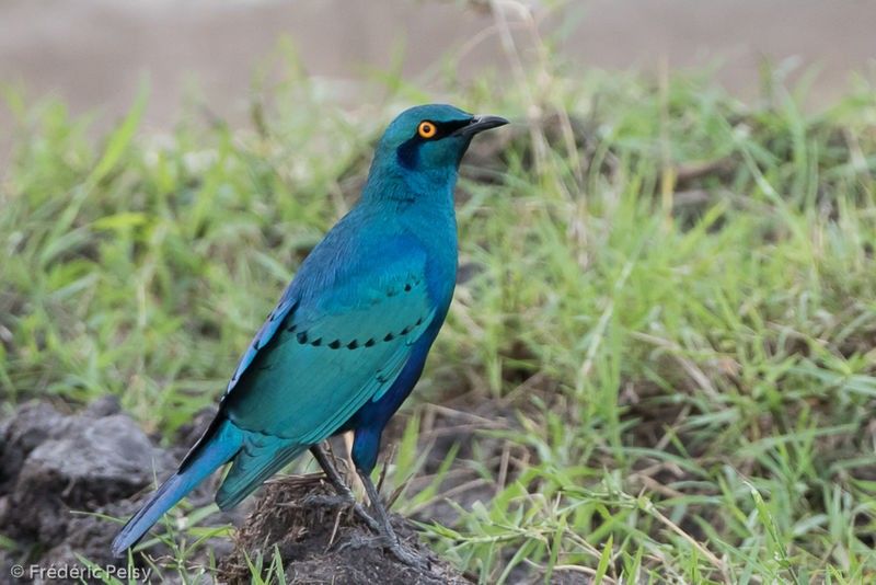 Choucador à oreillons bleus