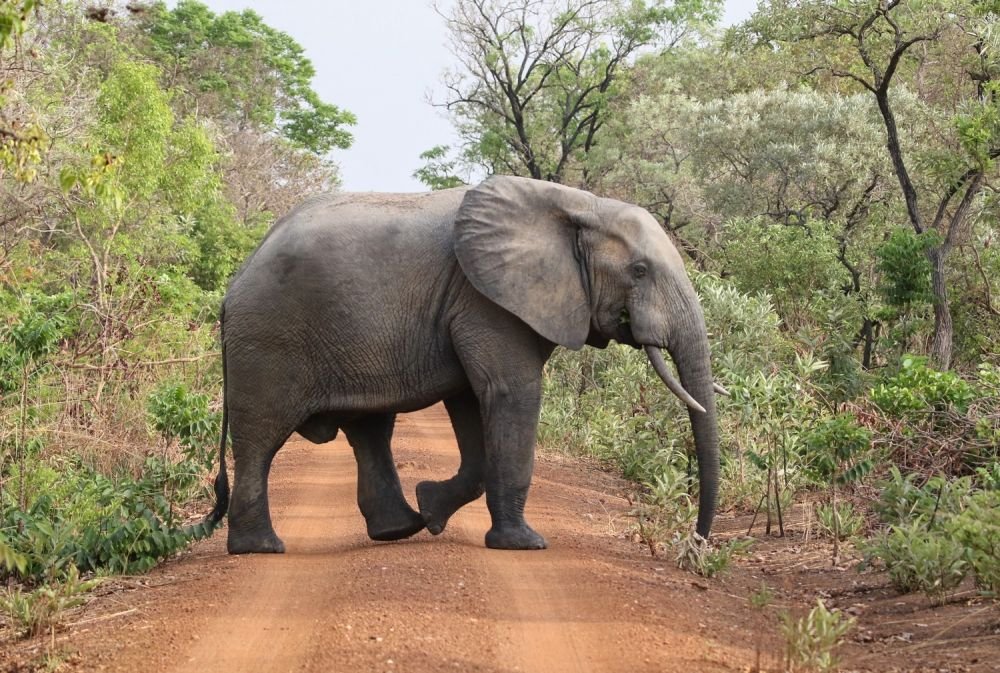 Eléphant d'Afrique