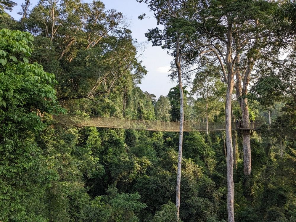 Passerelles canopée de Kakum