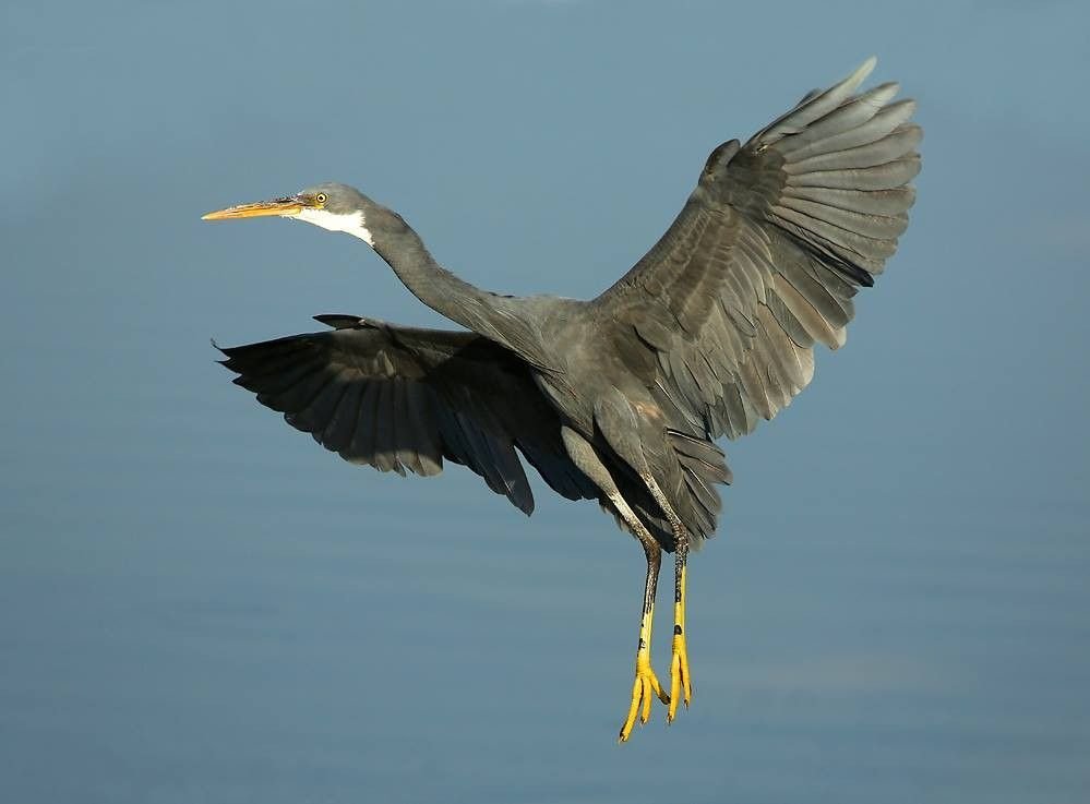 Aigrette des récifs