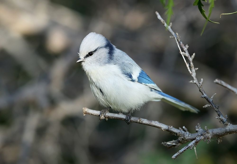 Mésange azurée