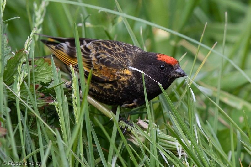 Serin à front rouge