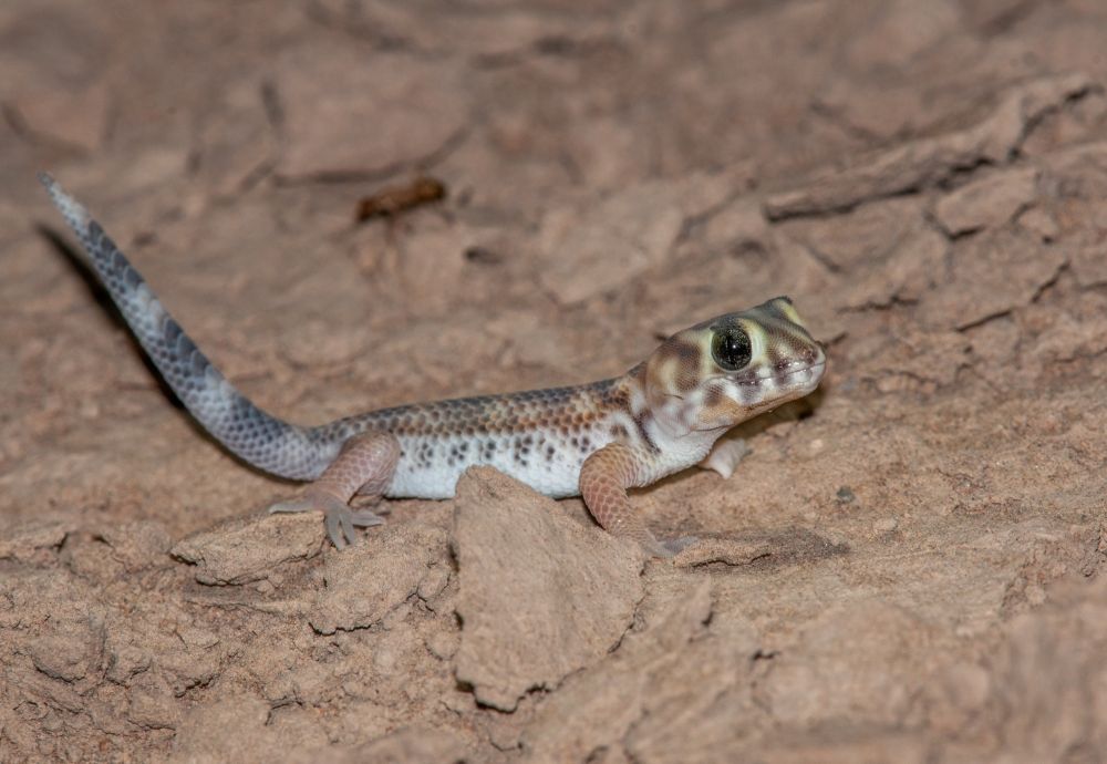 Gecko aux yeux de grenouille