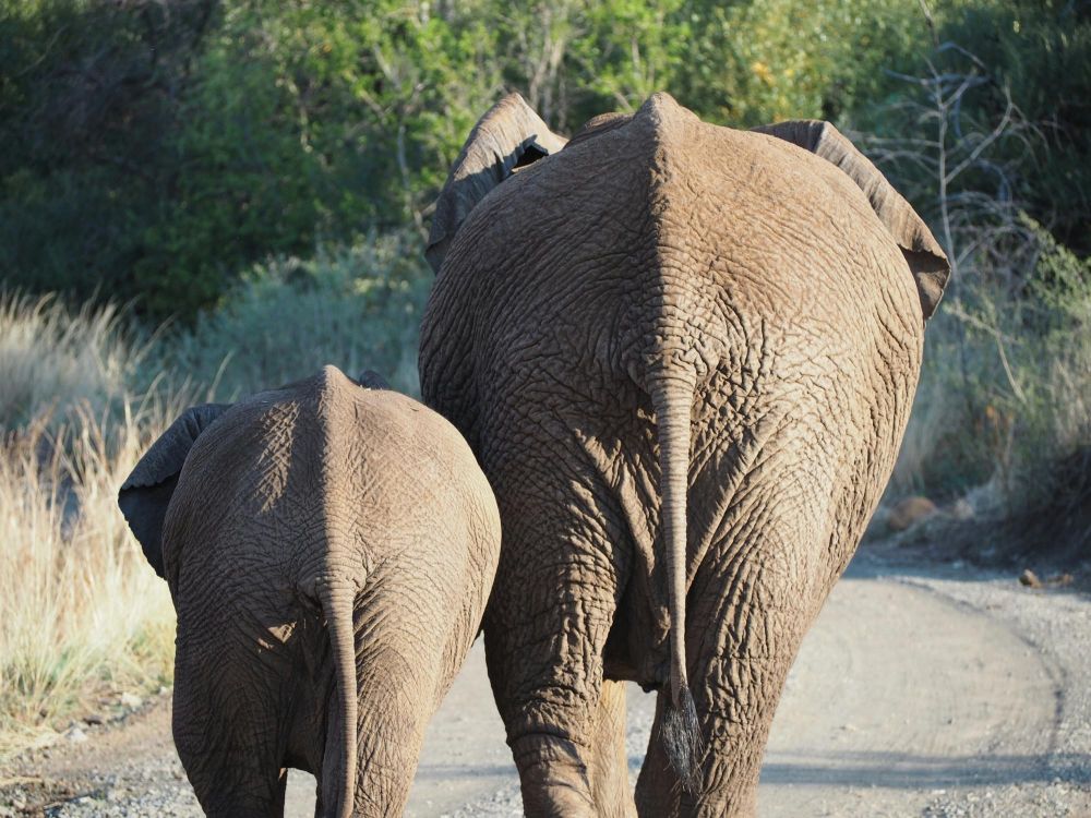 Nord Kruger safari Afrique du Sud