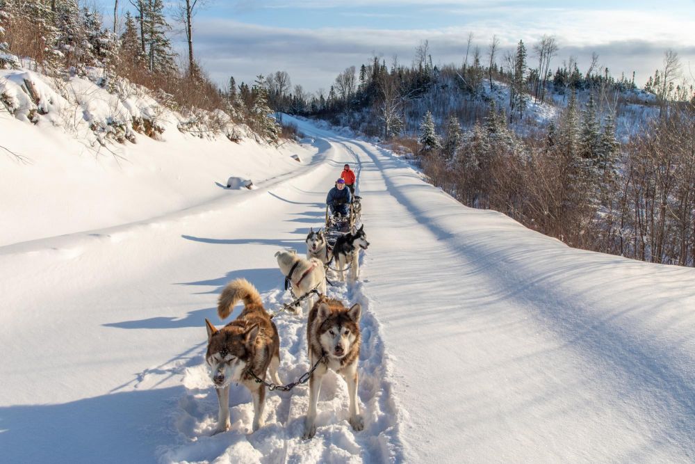 Attelage de traineau a chiens au coeur du Québec en hiver