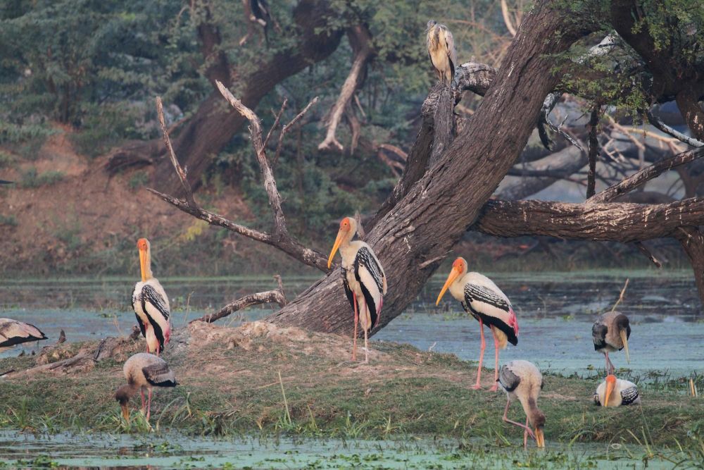 Tantales ibis - réserve de Bharatpur