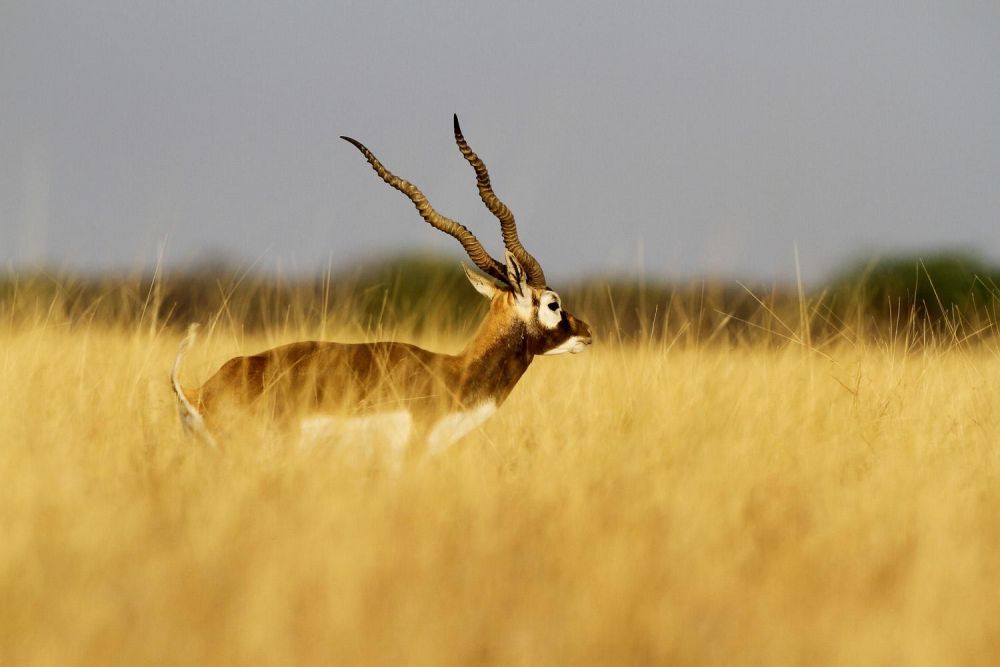 Antilope cervicapre