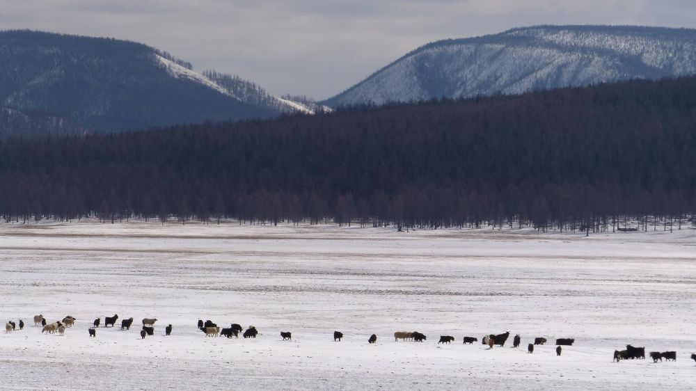 Troupeaux de Yaks, moutons et chèvres en file indienne dans la dépression de Darkhad