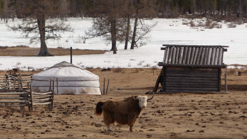 Yourtes , tipis et cabanes seront votre habitat quotiedien