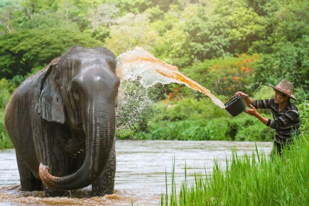 bain des éléphants