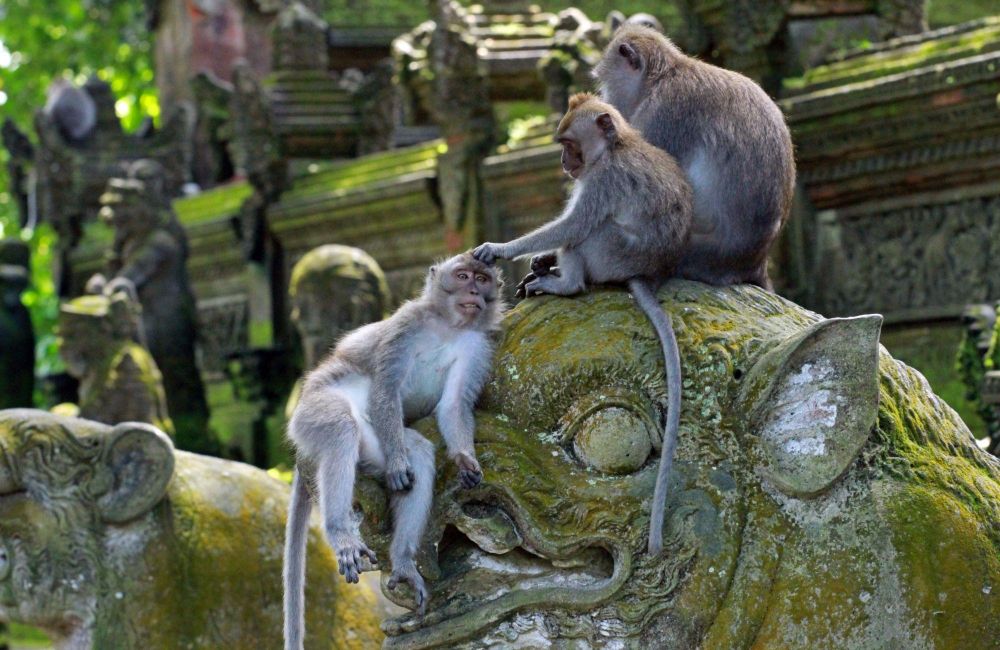 monkey forest Ubud