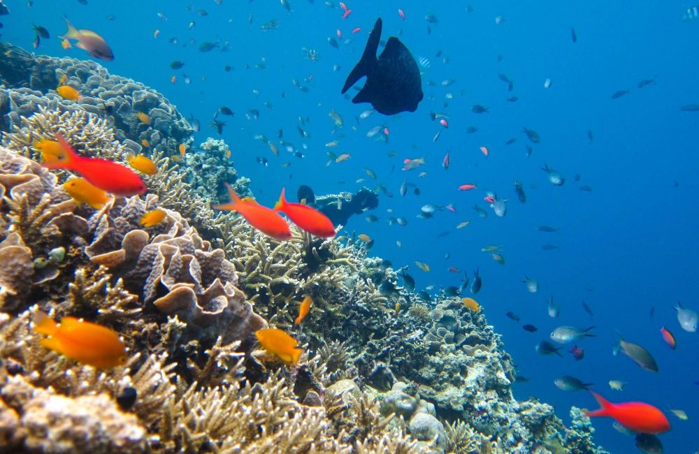 snorkelling île de Menjangan au large de Pemuteran