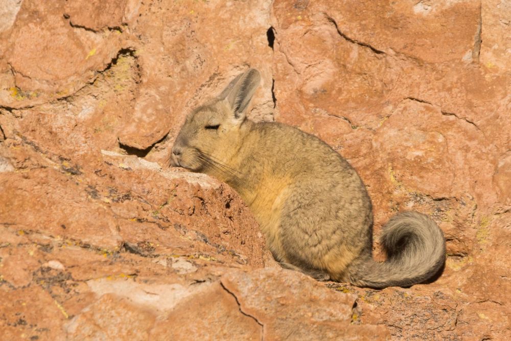 Une Vizcacha dans la cordillère de Frailes