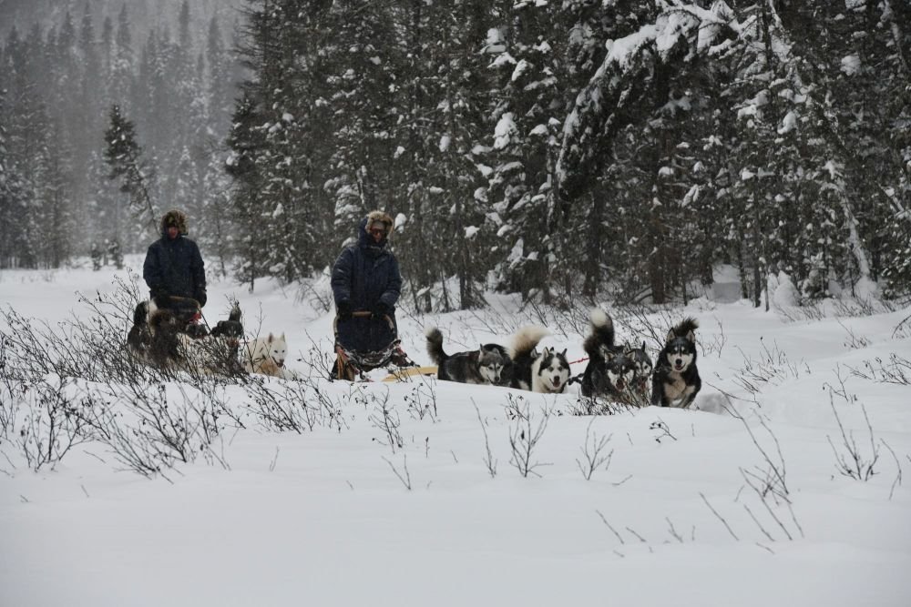 Traineau à chiens au Canada