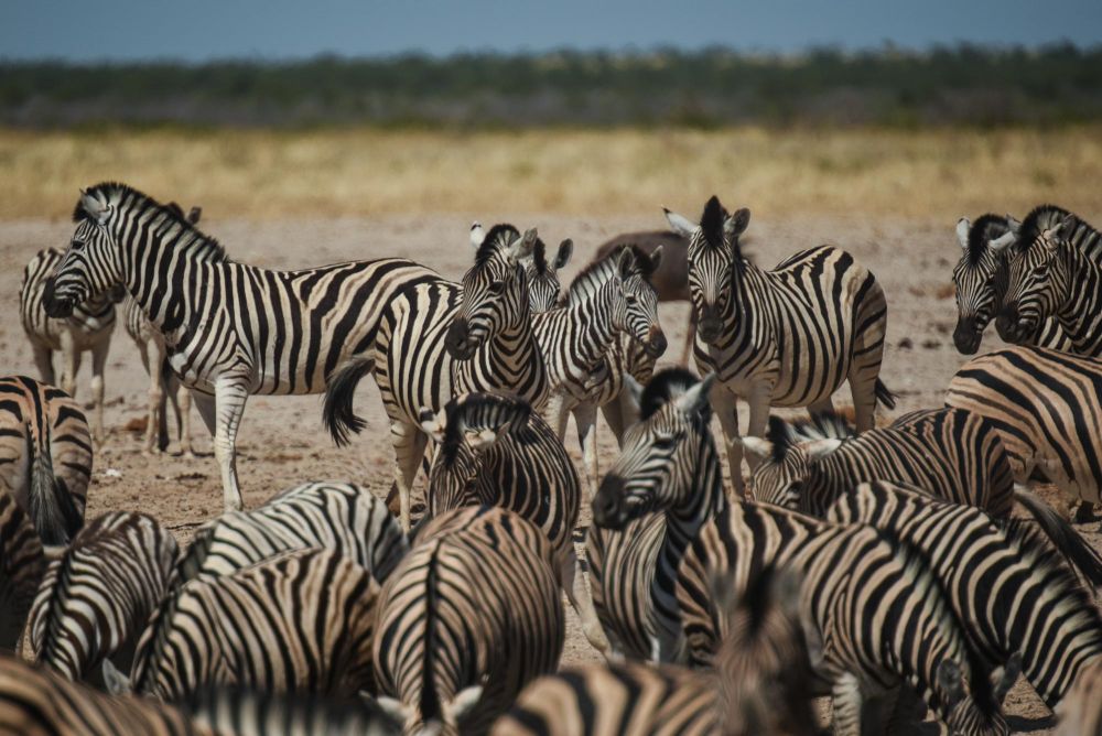 Photo voyage Namibie 11