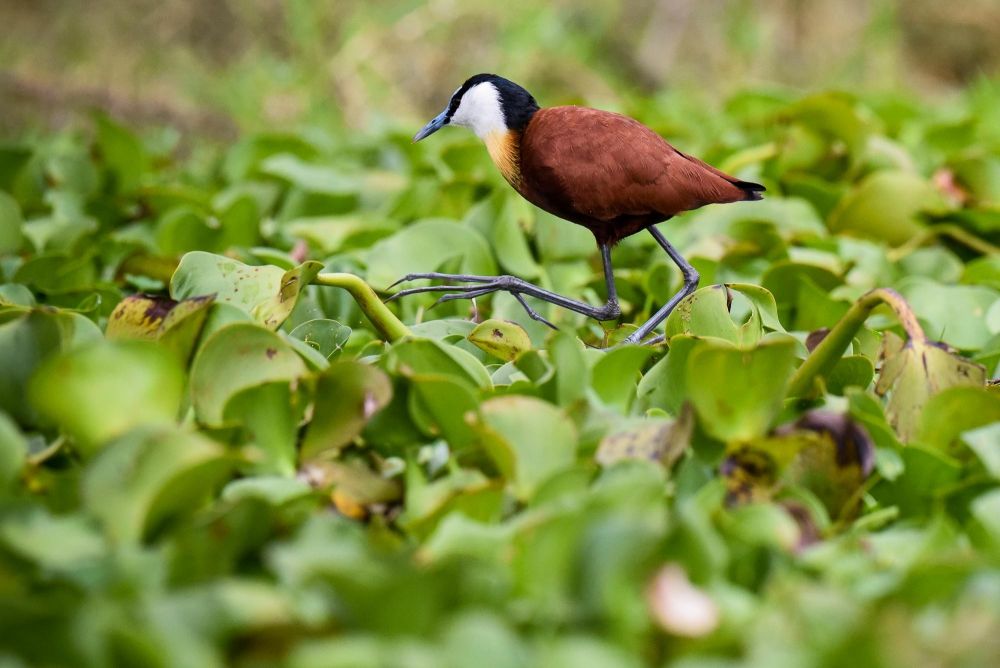 Jacana à poitrine dorée