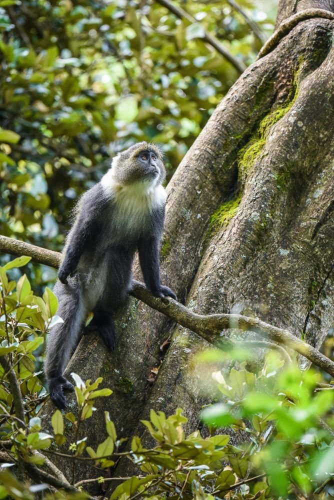 Singe bleu - mont Kenya