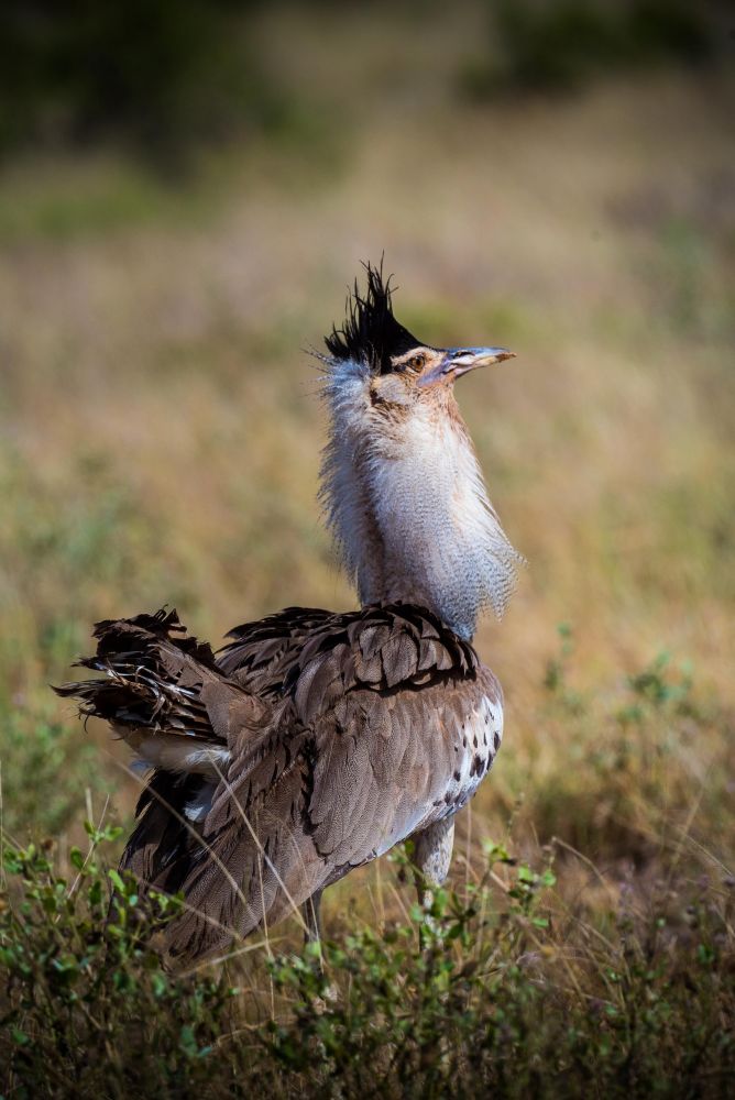 Outarde Kori, Kenya