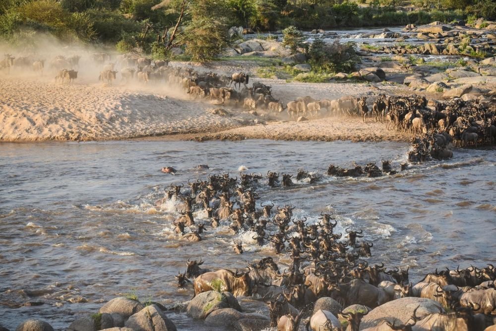 Crossing de gnous