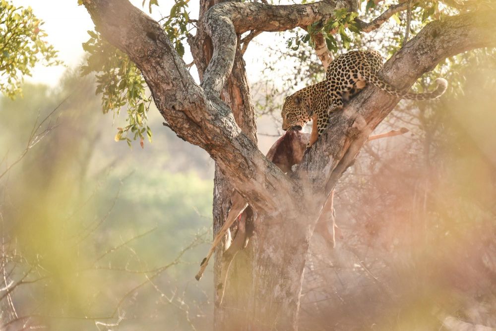 Léopard Maasai Mara