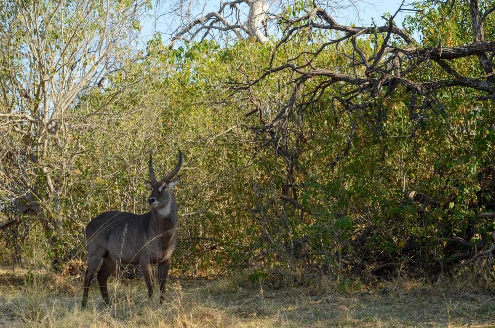 Photo voyage Namibie 7