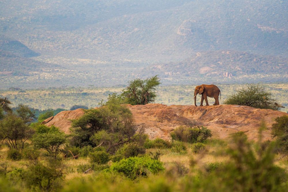 Eléphant dans le nord Kenya