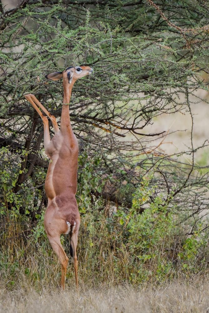 Antilope gérénuk femelle Samburu