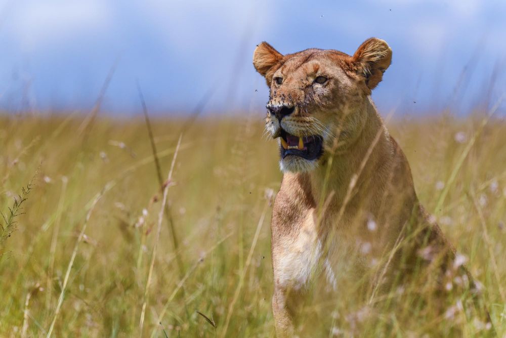 Lionne- safari au Kenya