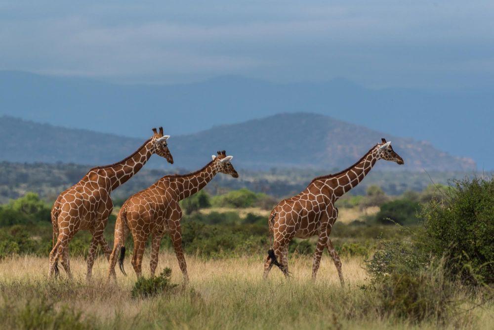 Girafe réticulée