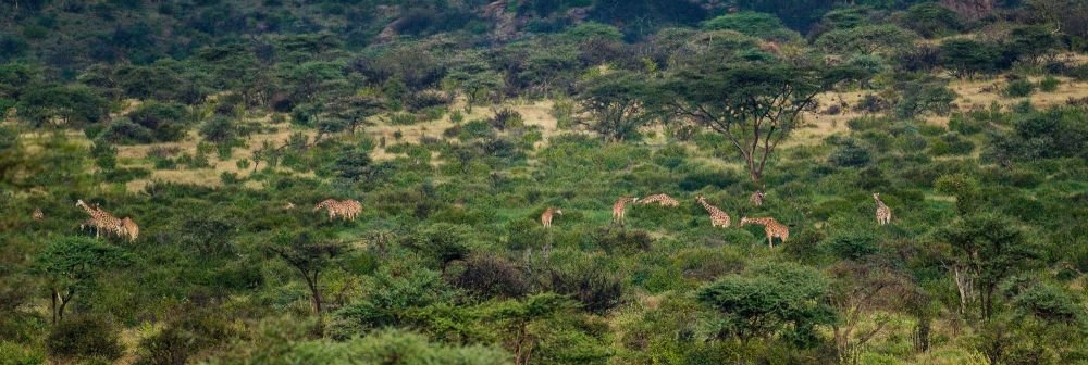 Girafe réticulée