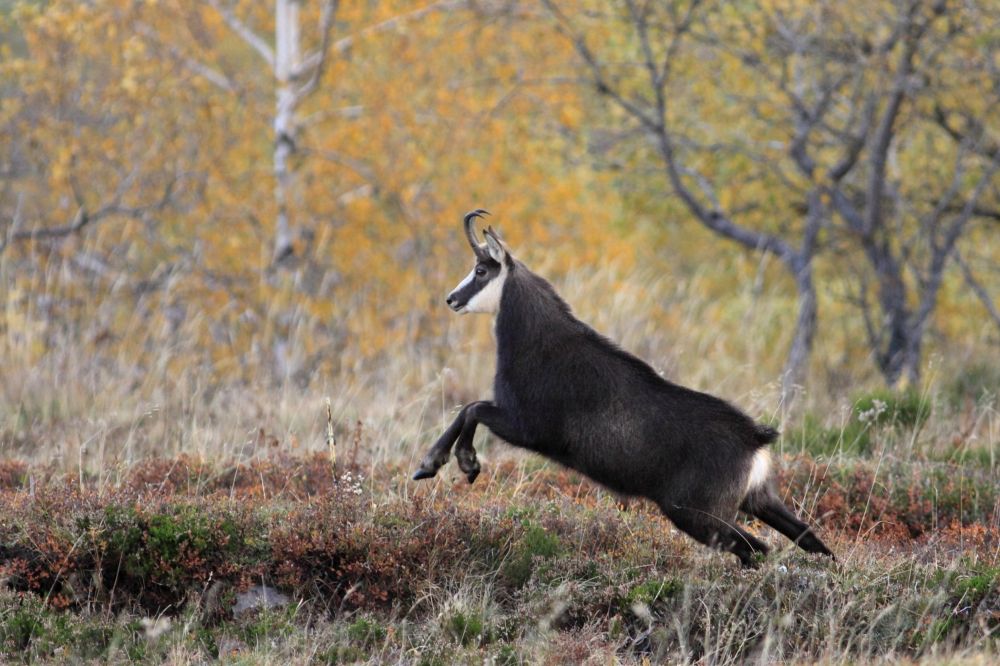 Chamois