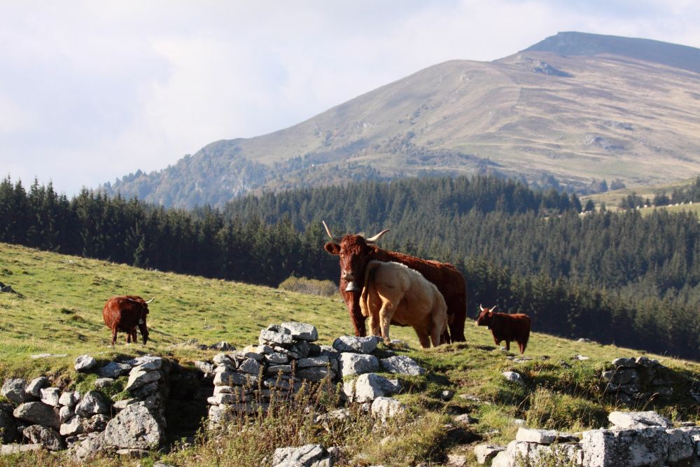 Vache salers