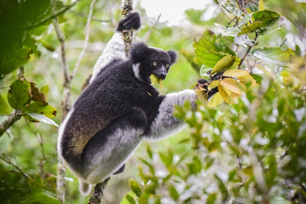 Indri, réserve d'Analamazoatra