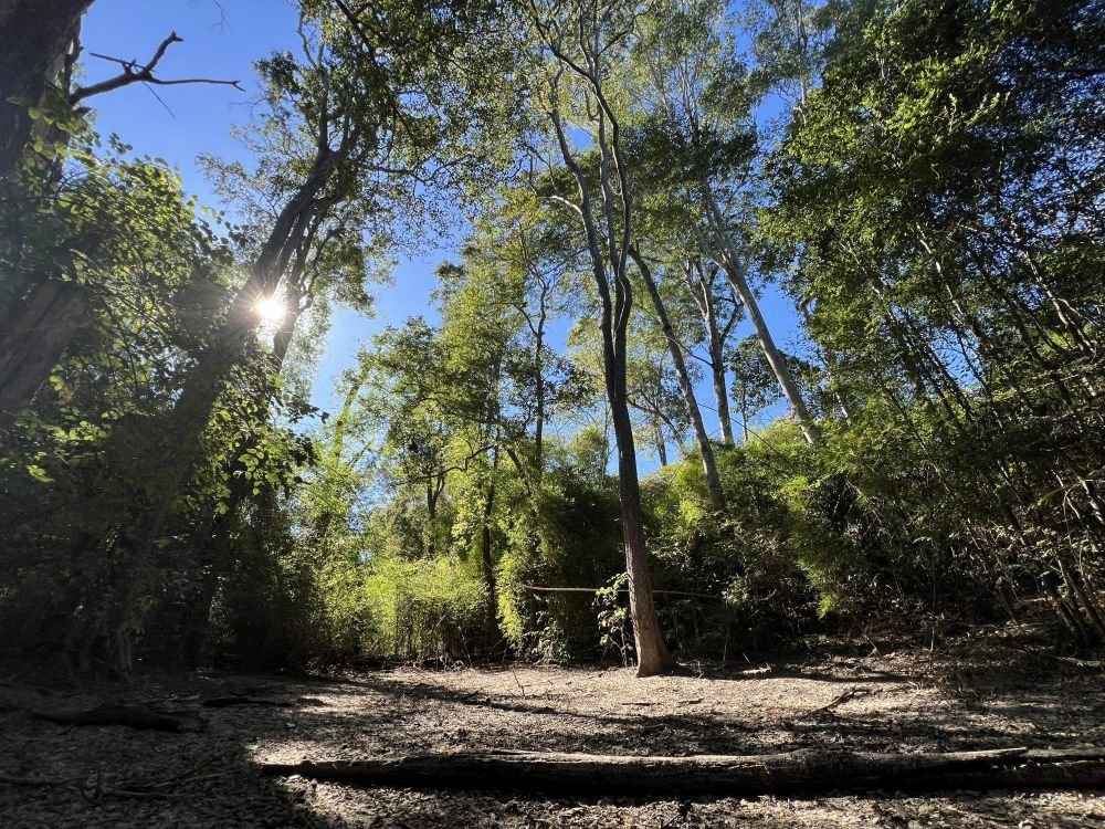 Forêt sèche de Kirindy