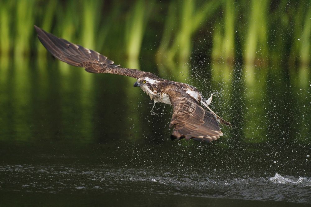 Balbuzard pêcheur