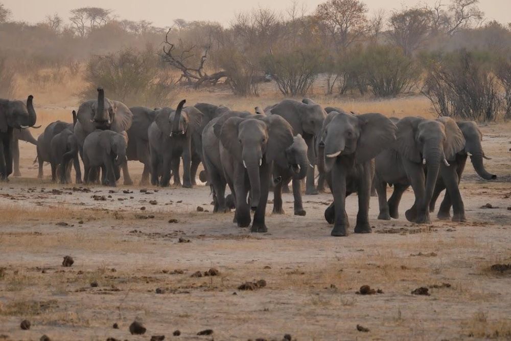 troupeau d'éléphants Hwange Zimbabwe