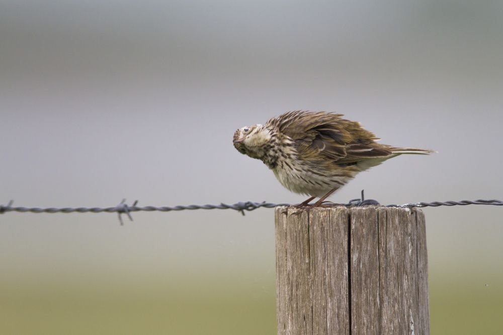 Pipit farlouse