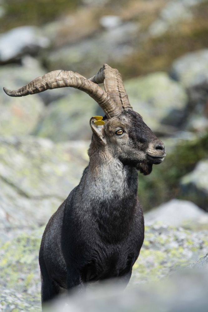 Fourcat - Parc naturel régional des Pyrénées Ariégeoises