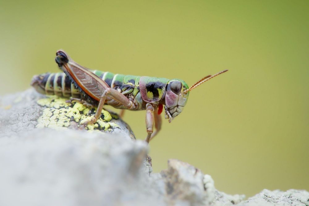 Miramelle - Cophopodisma pyrenaea