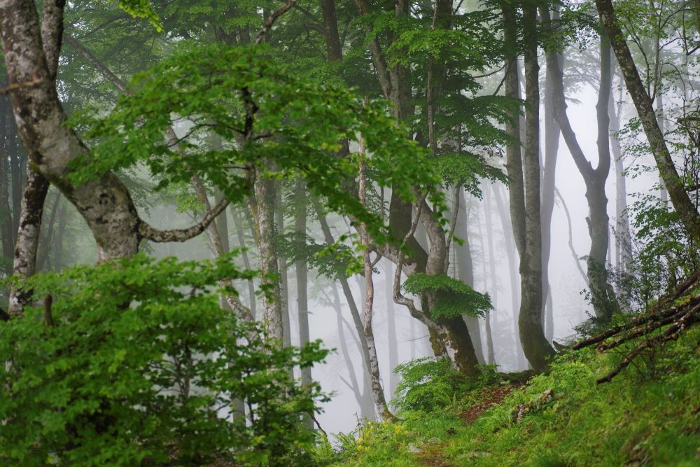 Vallée d'Aspe