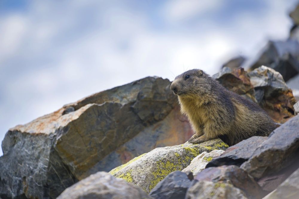 Marmotte