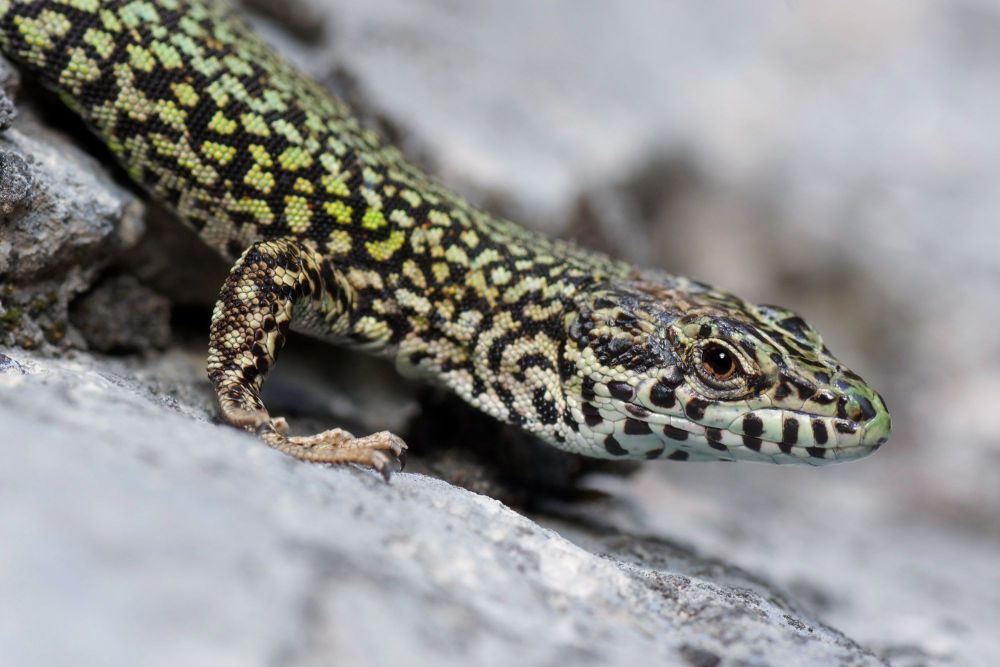 Lézard Catalan