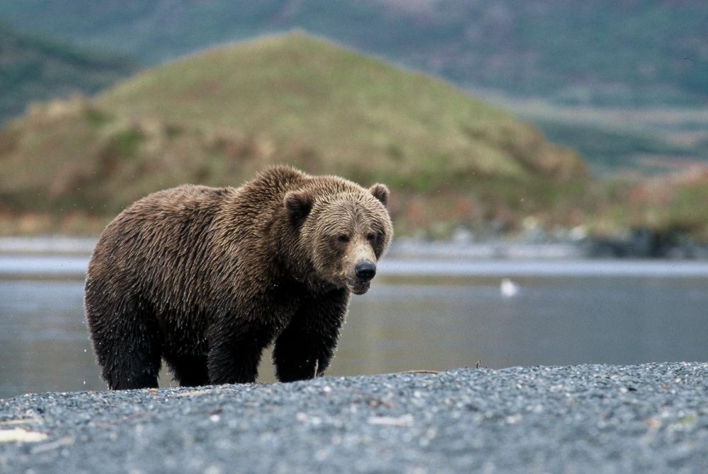 Laurent Cocherel Kodiak Alaska (9)