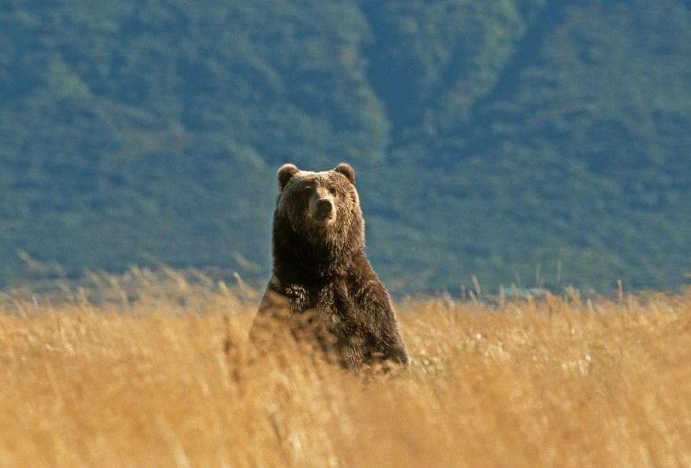 Laurent Cocherel Kodiak Alaska (57)