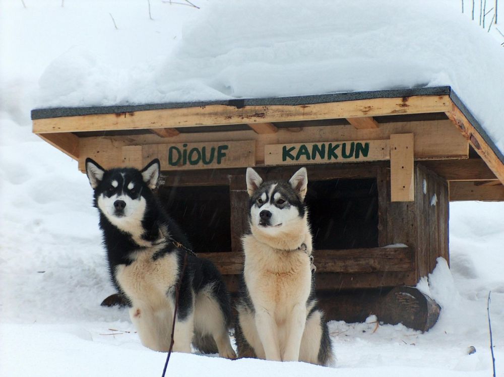 Deux chiens de traineau devant leur abris