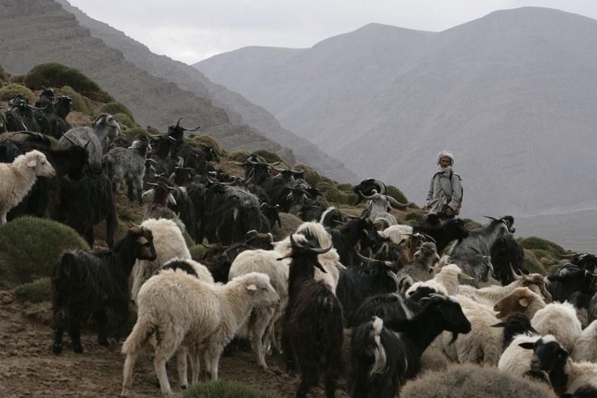 Xavier Zimbardo Maroc Transumance (95)