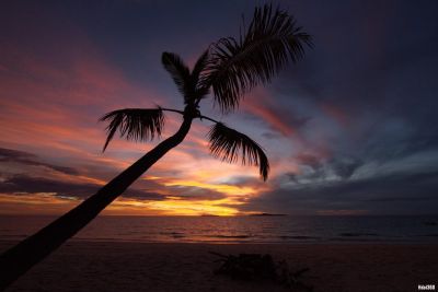 coucher de soleil sur un palmier