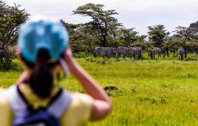 observation d'un troupeau de zèbres safari au Kenya