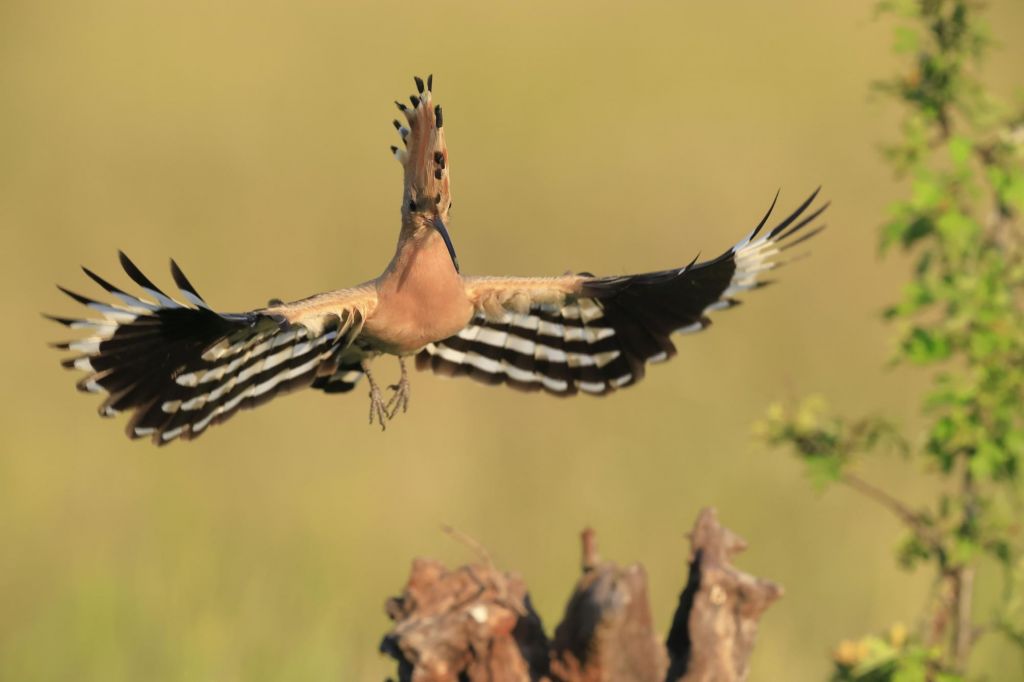 deux oiseaux colorés de dos sur une branche