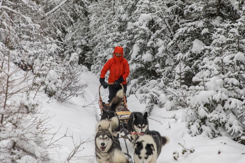 traîneau à chien en mouvement